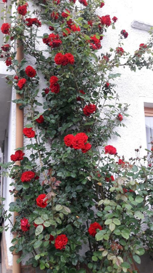 Guest House Stoletnika Yagodina Exterior photo
